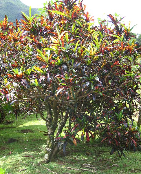 Crotón Ornamental - Vista 2